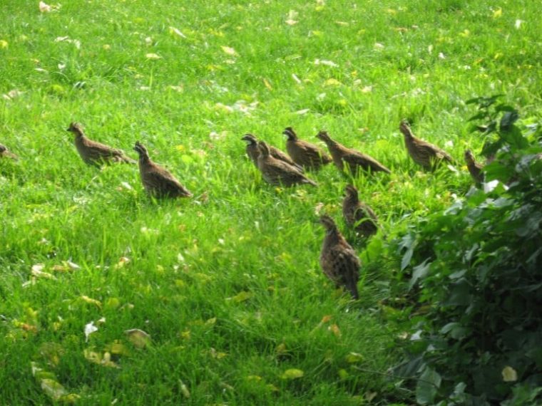 WhitesRanchHunting19