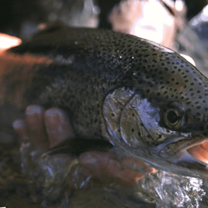 WhitesRanchTrout-above-footer-cropped