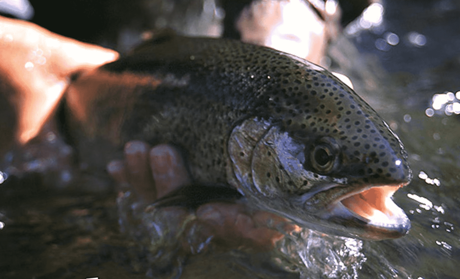 WhitesRanchTrout-above-footer-cropped