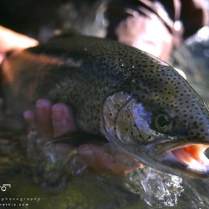 WhitesRanchTrout13