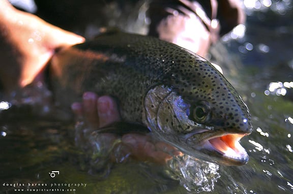 WhitesRanchTrout13